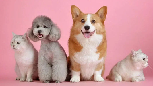 Top Pet Care Trends in 2025: How to Give Your Dogs & Cats the Best Life