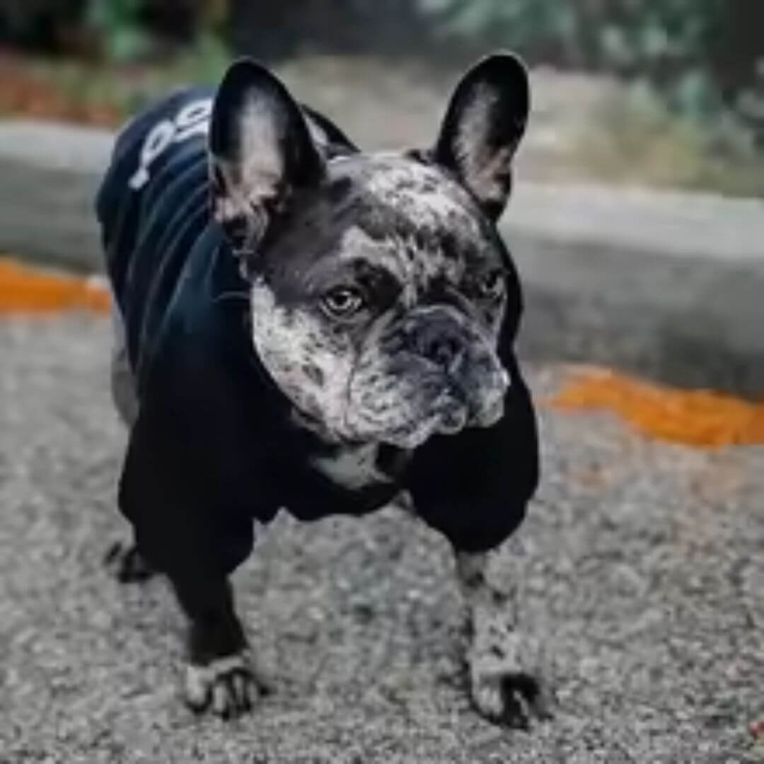 French Bulldog wearing an Adidog Hooded Sweatshirt, showcasing a stylish and cozy winter outfit for dogs.