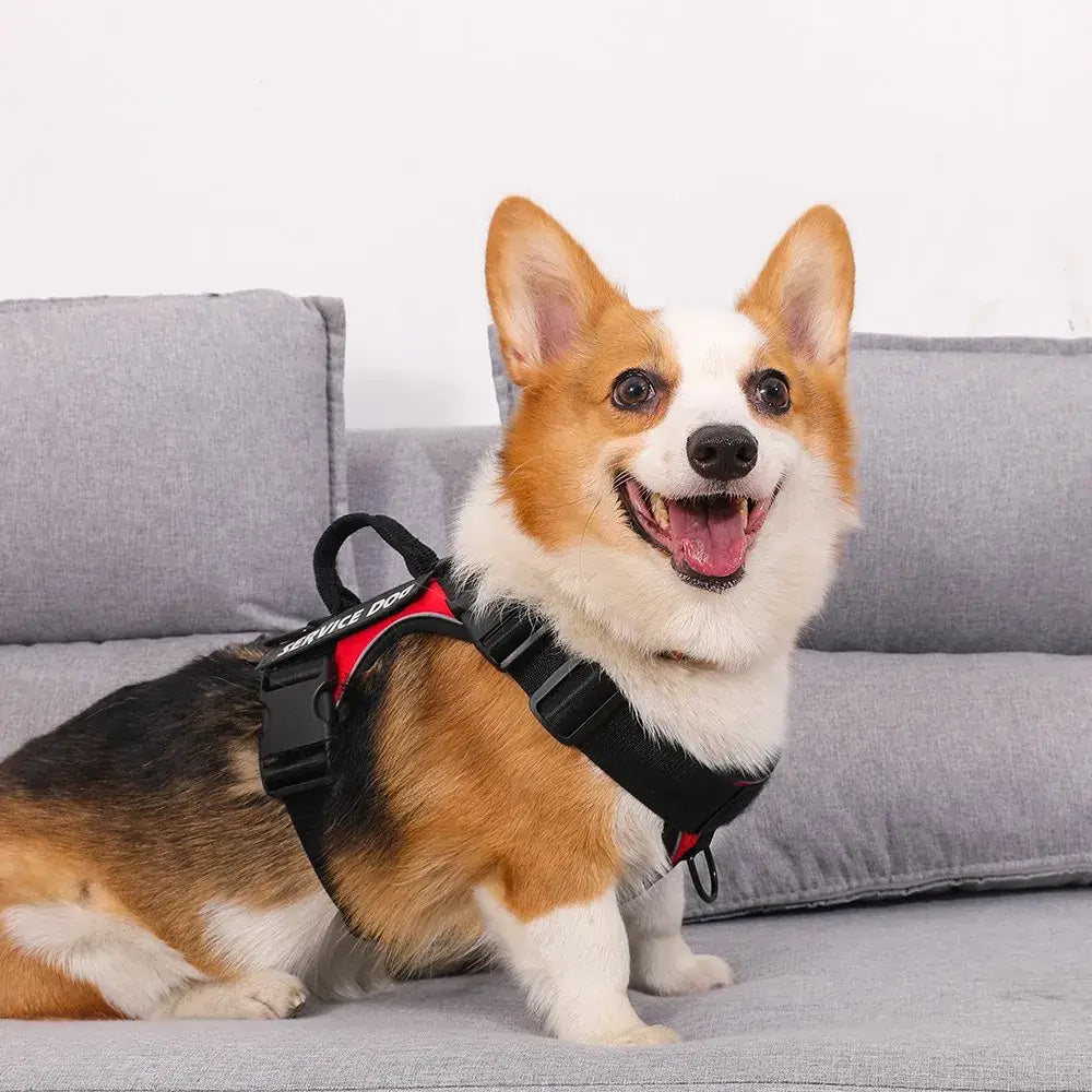 Happy Corgi wearing a reflective dog vest and harness, sitting on a couch.