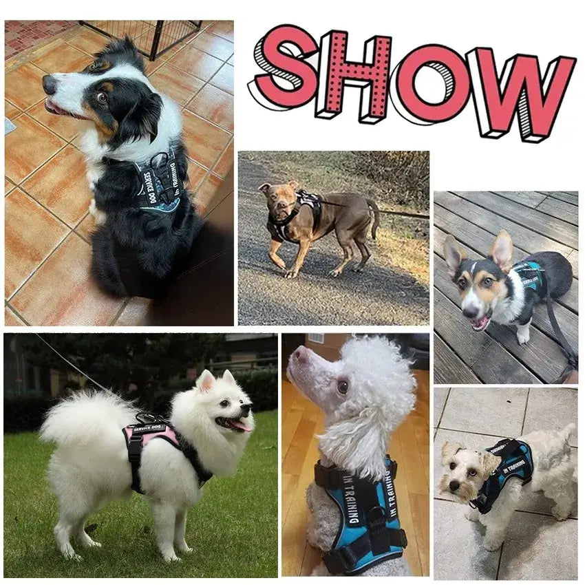 Dogs wearing reflective vests and harnesses in various settings, showcasing style and safety.