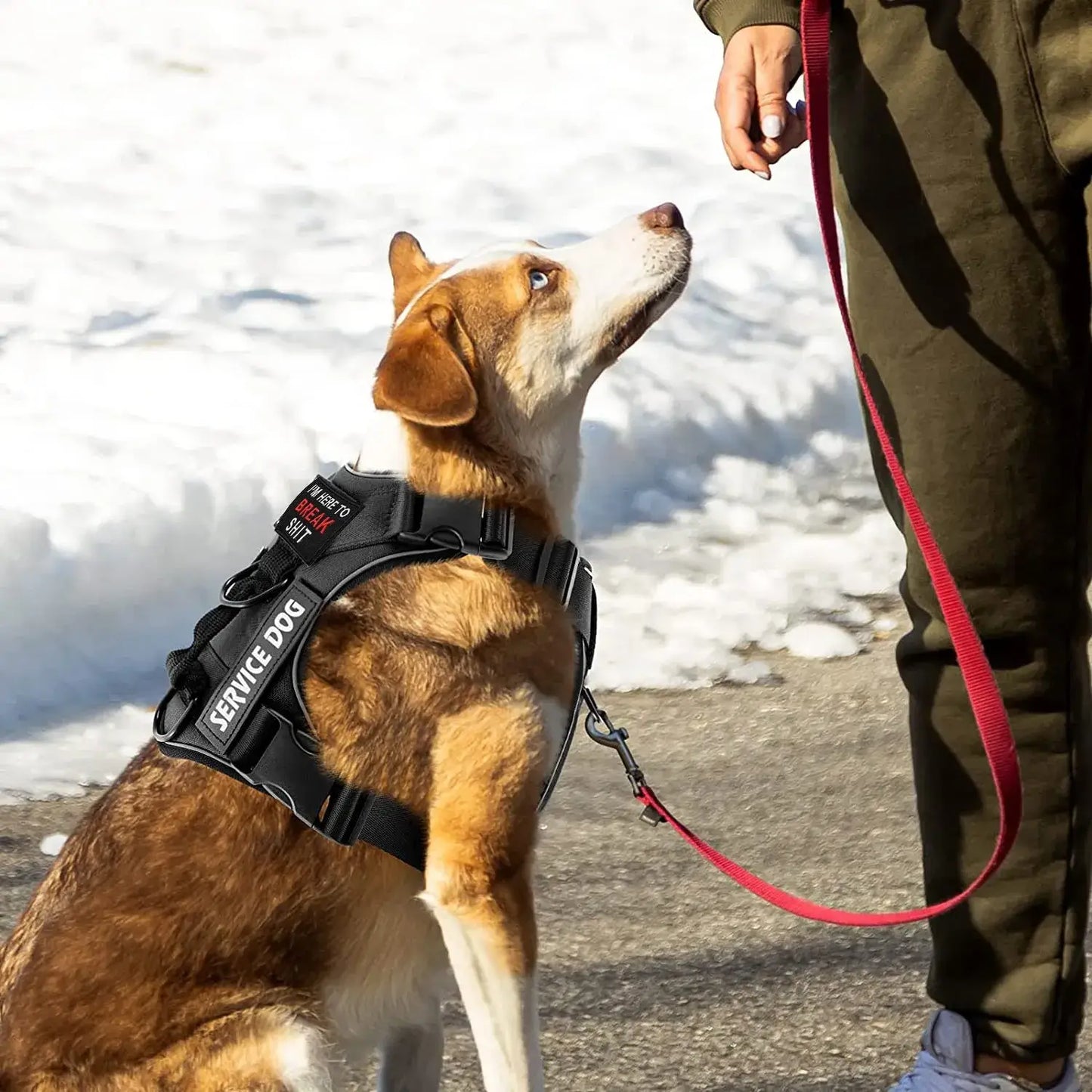Dog wearing a service harness, looking up at a person holding a leash in a snowy environment.