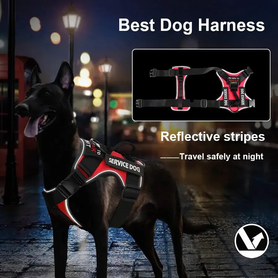 Dog wearing a reflective harness labeled 'Service Dog' against a night background, showcasing safety features.