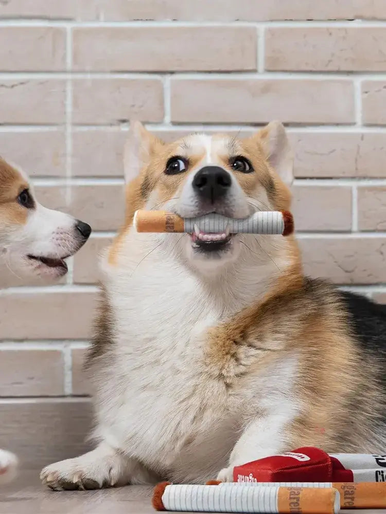 Corgi dog holding a plush cigarette toy in its mouth, showcasing playful interaction with other dogs.