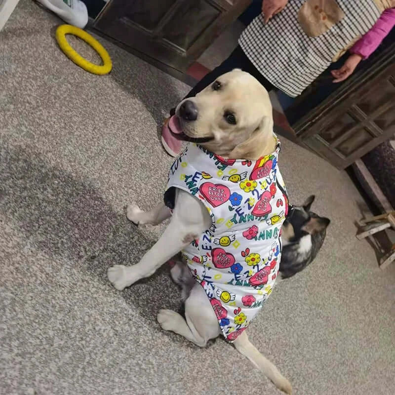 Labrador wearing a colorful waterproof dog jacket with playful designs indoors.