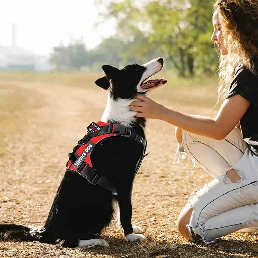 A dog wearing a reflective vest and harness sits attentively next to a girl on a sunny outdoor path.