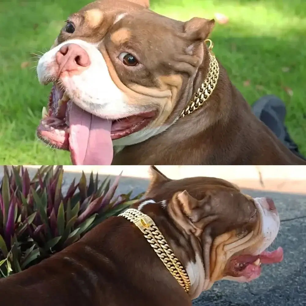 Stylish pitbull wearing a golden chain collar, showcasing a luxury design for powerful dogs.