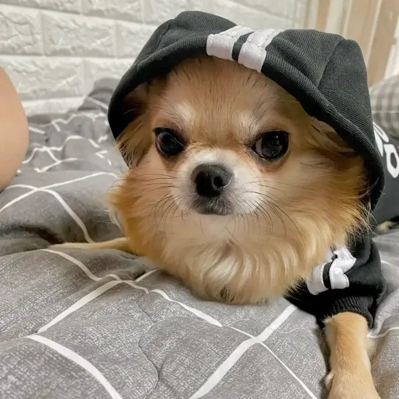 Adidog Hooded Sweatshirt on a relaxed Chihuahua showcasing stylish pet attire in cozy settings.