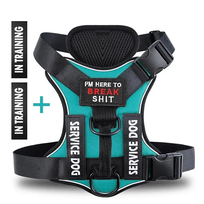 Bright blue service dog harness with training tags, featuring a humorous message for training purposes.