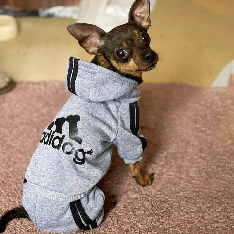 Small dog in gray Adidog hoodie, showcasing stylish dog clothing for winter and autumn. Perfect for Chihuahuas and puppies.