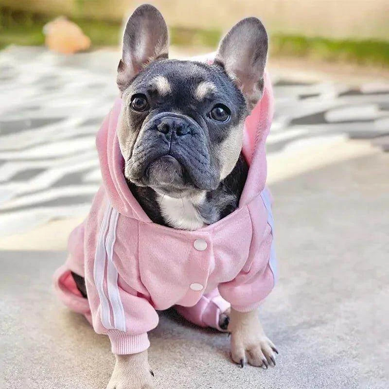 French Bulldog wearing a pink Adidog hoodie, showcasing stylish dog apparel for autumn and winter.
