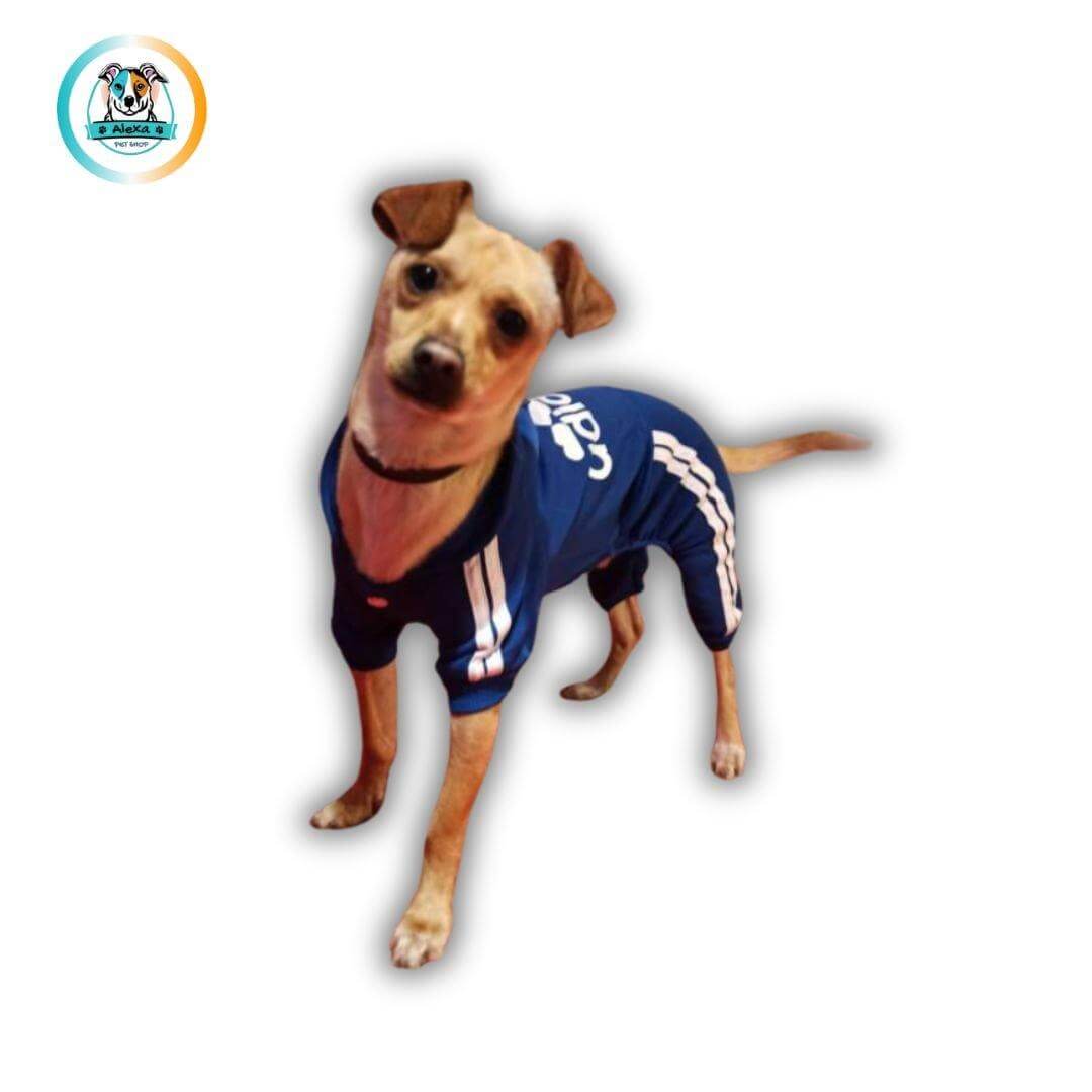 Small dog wearing a blue Adidog hoodie, showcasing stylish winter dog clothing for fashion-forward pups.
