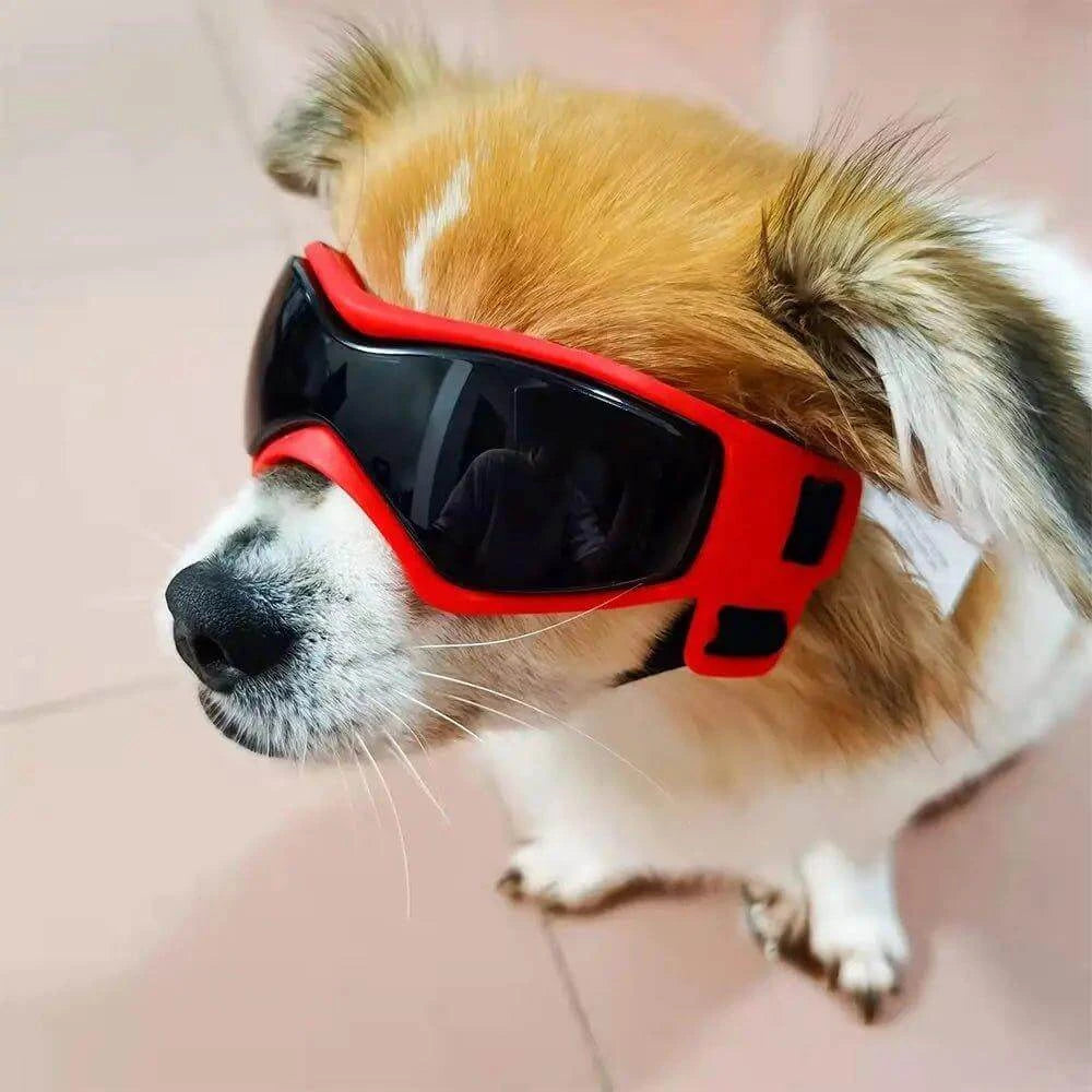 Stylish dog wearing red BarkGlas dog goggles for UV protection and outdoor adventures.