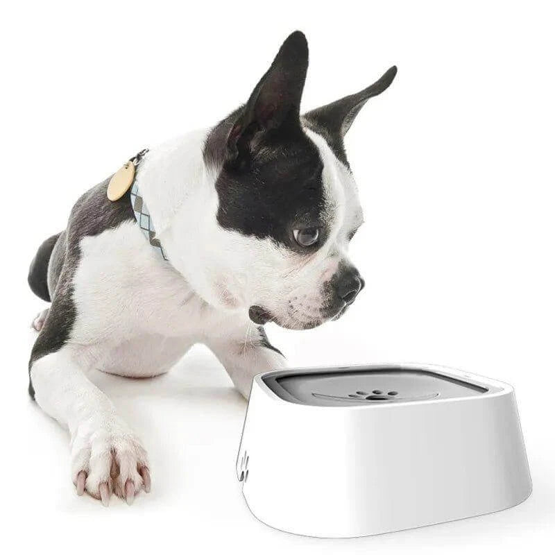 Cute dog looking at the EasySip water bowl, a non-spill water bowl for dogs, designed to keep floors dry.