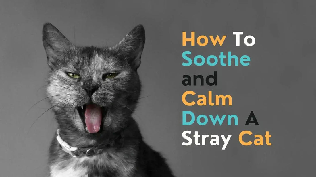 How to Soothe and Calm Down a Stray Cat: A Complete Guide