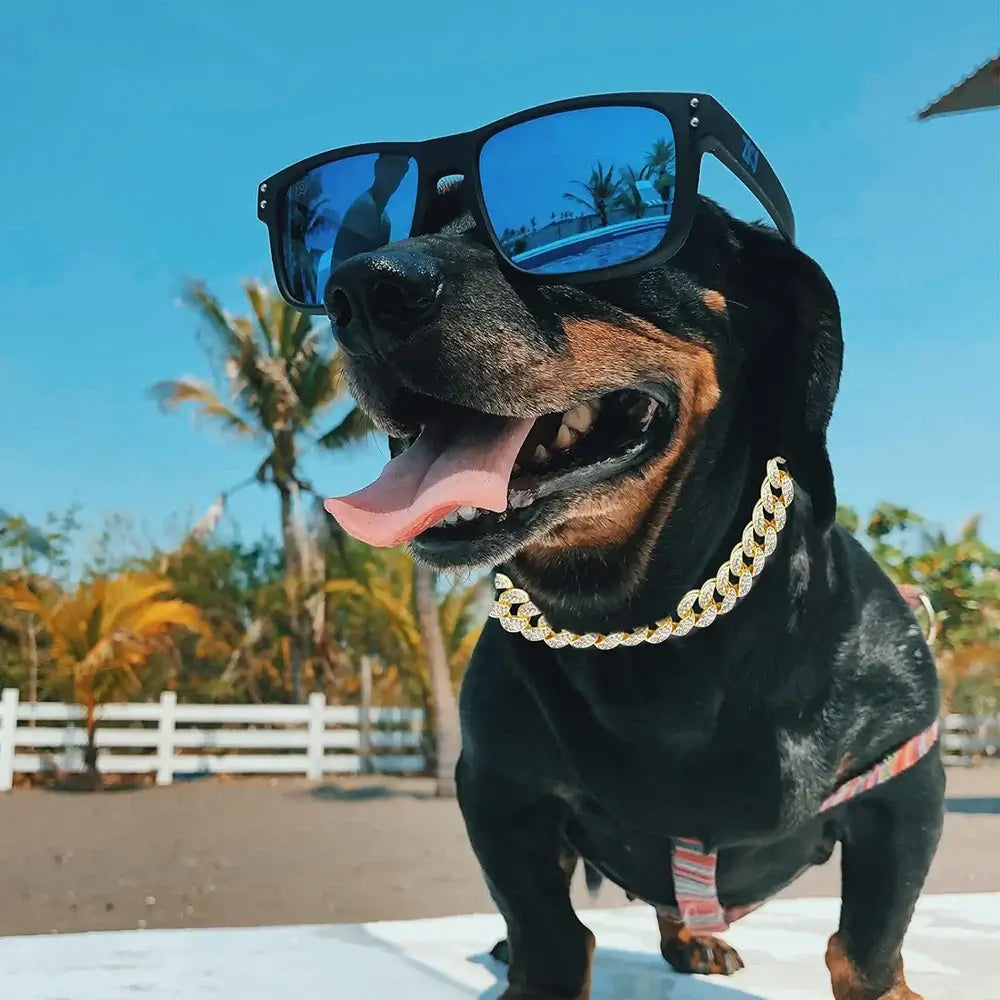 Dachshund wearing blue sunglasses and a golden Cuban link collar outdoors, showcasing a stylish pet look.