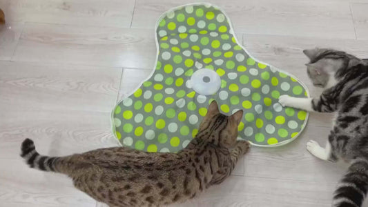Interactive Cat Toy With Squeaky Mouse Hide and Seek